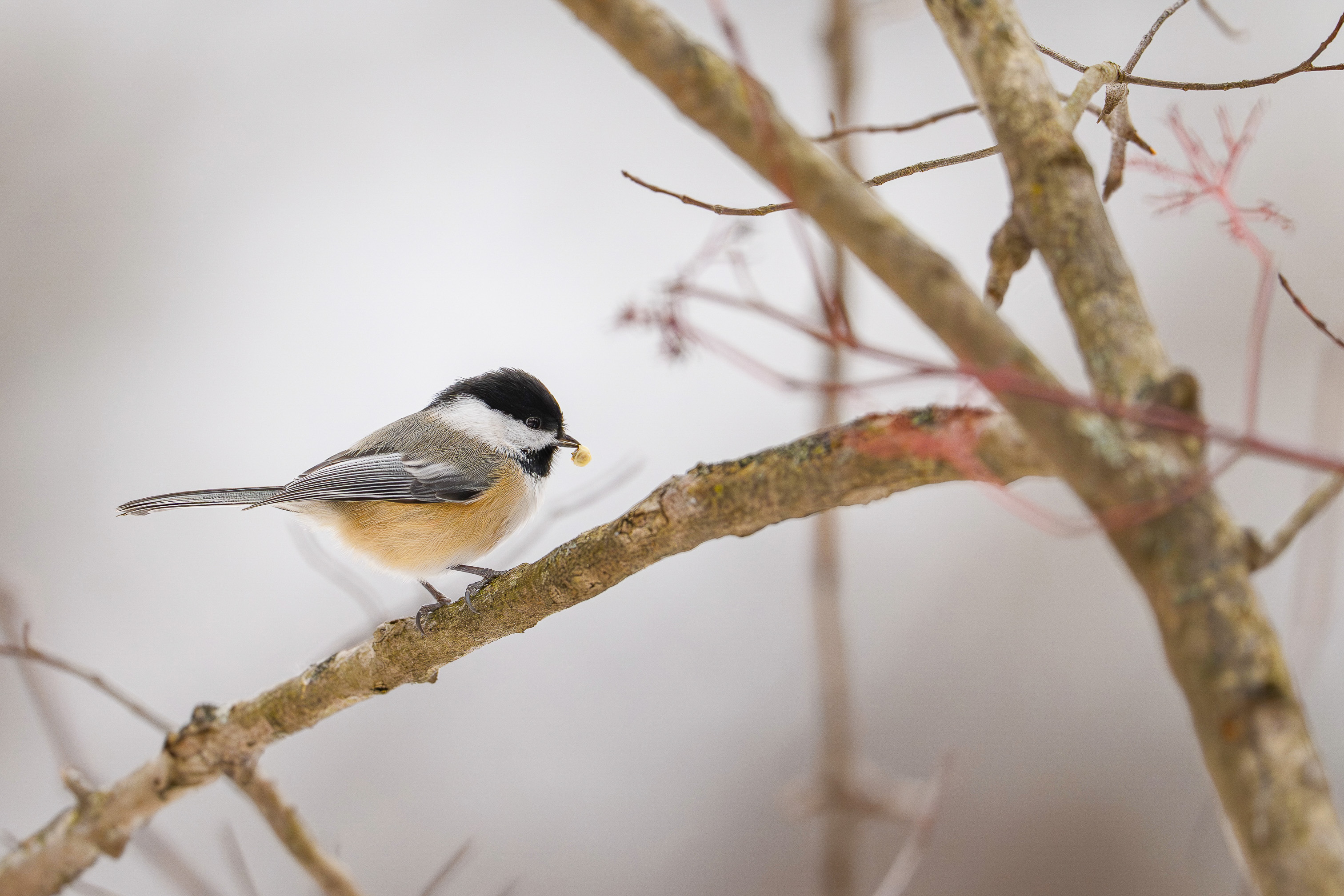 Cornell Campus Wildlife